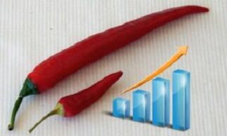 An increase in the penis